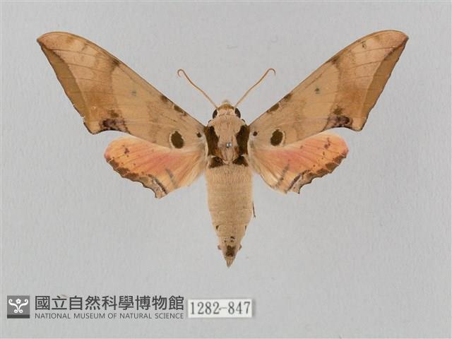 廣東鷹翅天蛾藏品圖，第1張