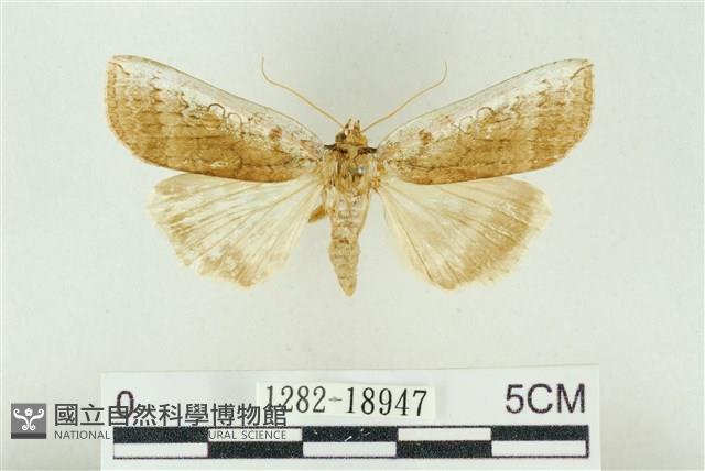 臺洒波紋蛾藏品圖，第1張