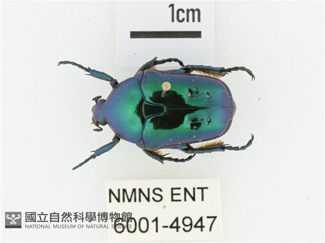 藍艷白點花金龜藏品圖，第1張