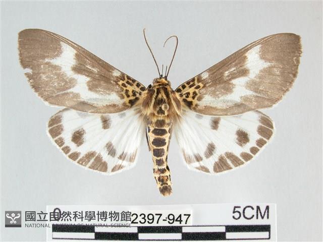 扭擬燈蛾藏品圖，第1張