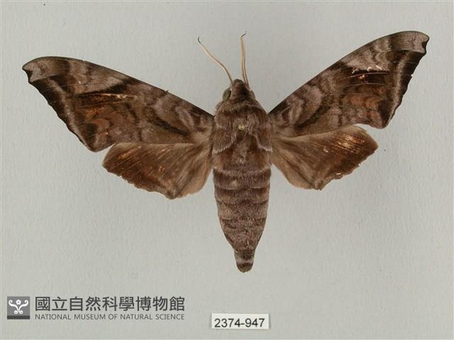 全緣缺角天蛾藏品圖，第1張