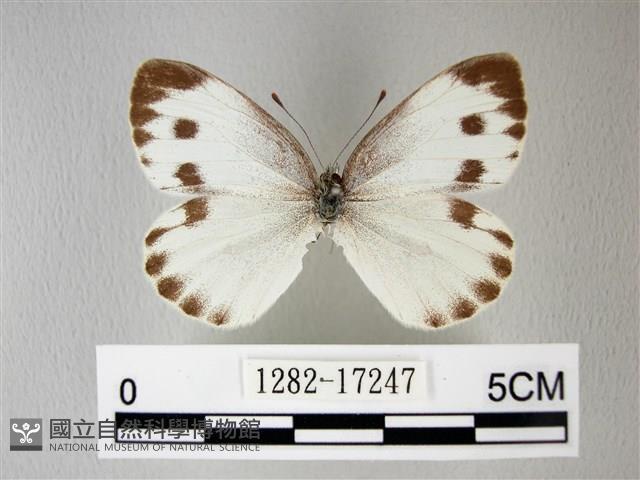 緣點白粉蝶藏品圖，第1張