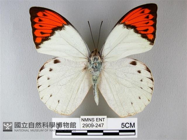 橙端粉蝶、端紅蝶藏品圖，第1張