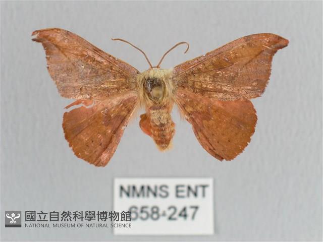 銀端帶鉤蛾藏品圖，第1張