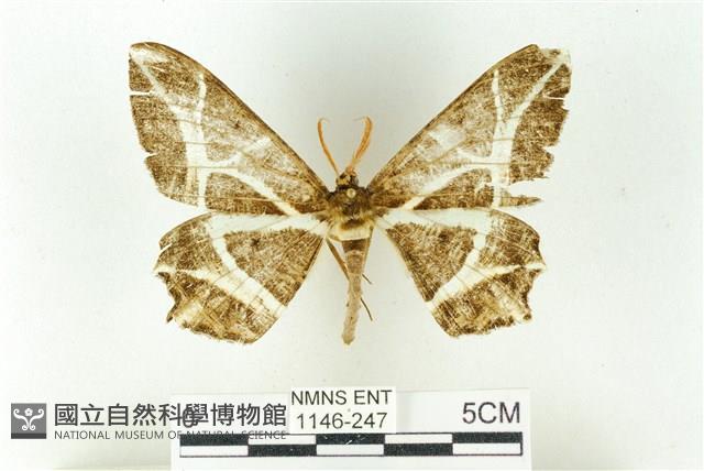 樹形尺蛾藏品圖，第1張