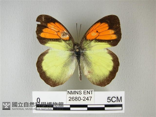 異粉蝶、雌白黃蝶藏品圖，第1張