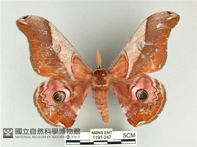 雙黑目天蠶蛾藏品圖，第1張