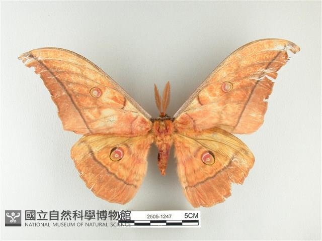 大透目天蠶蛾藏品圖，第1張