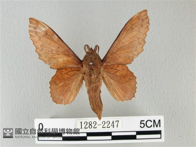 鋸緣枯葉蛾藏品圖，第1張