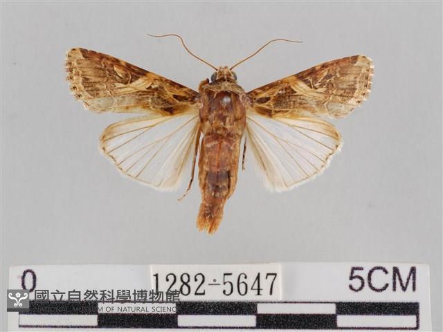 斜紋夜盜蛾藏品圖，第1張