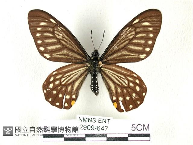 黃星斑鳳蝶藏品圖，第1張