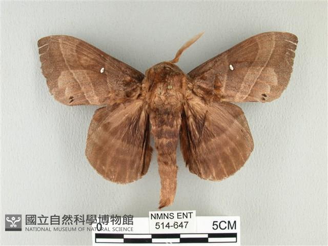 松大毛蟲藏品圖，第1張