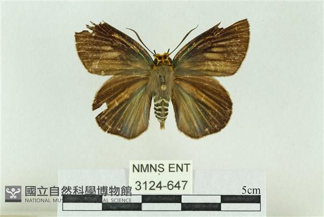 白傘弄蝶藏品圖，第1張