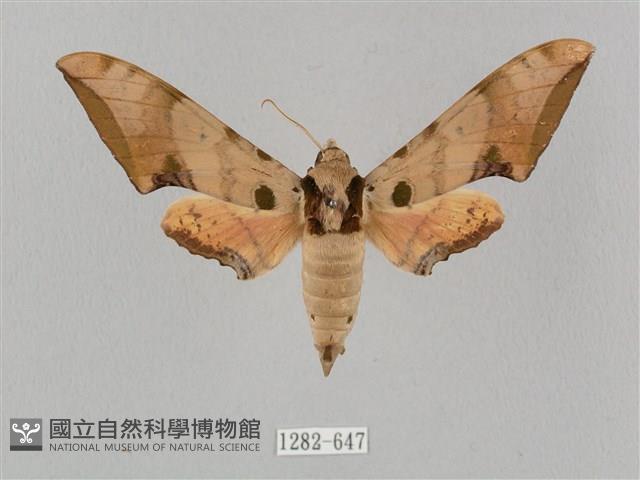 廣東鷹翅天蛾藏品圖，第1張