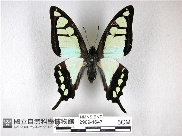 寬帶青鳳蝶藏品圖，第1張