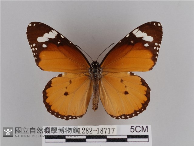 樺斑蝶藏品圖，第1張