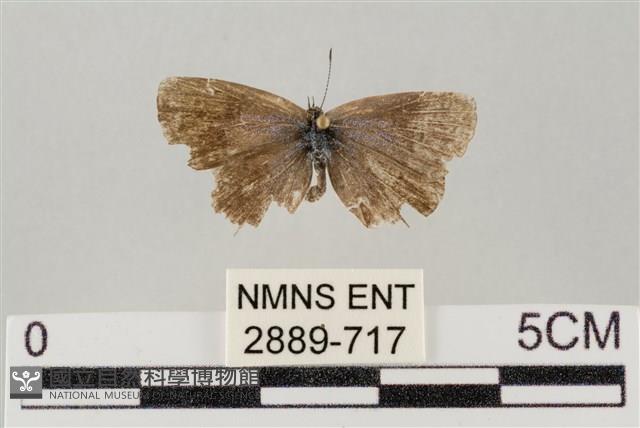 藍灰蝶沖繩亞種藏品圖，第1張