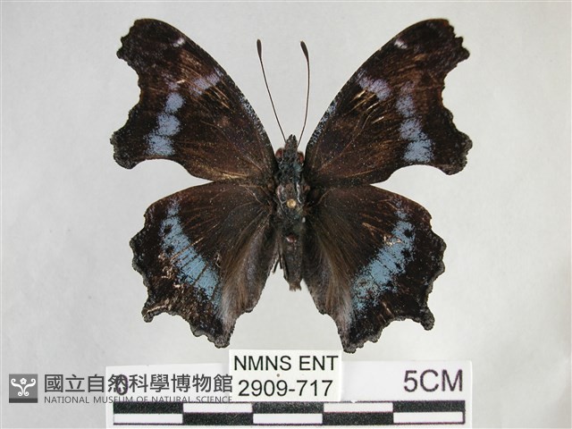 琉璃蛺蝶藏品圖，第1張