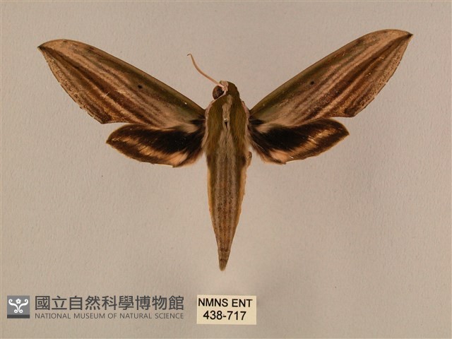 棕綠背線天蛾藏品圖，第1張