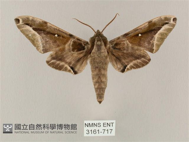 白點天蛾 藏品圖，第1張