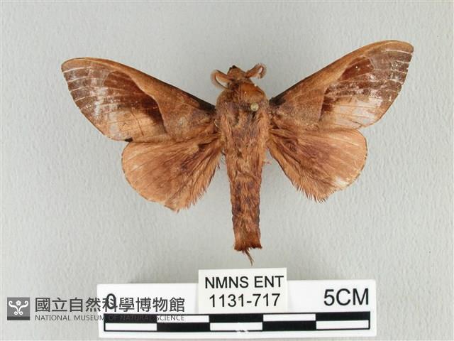 大褐斑枯葉蛾藏品圖，第1張