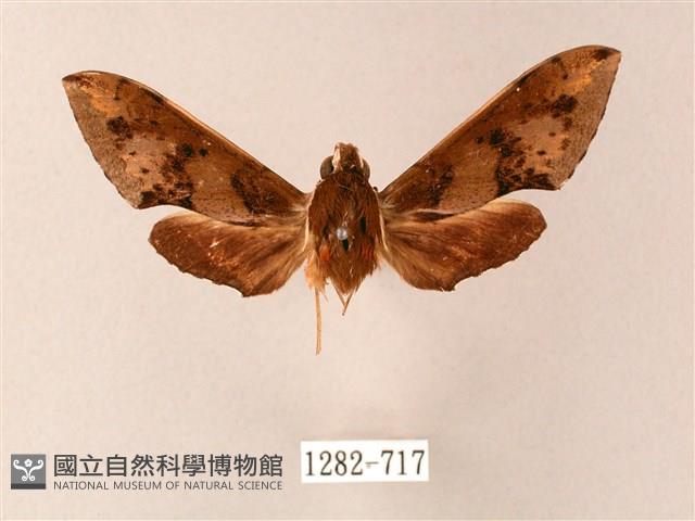 雙斑白肩天蛾藏品圖，第1張