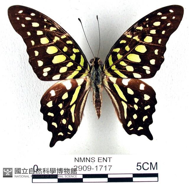翠斑青鳳蝶藏品圖，第1張