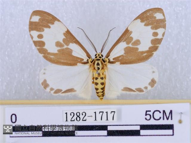 後凸蝶燈蛾藏品圖，第1張
