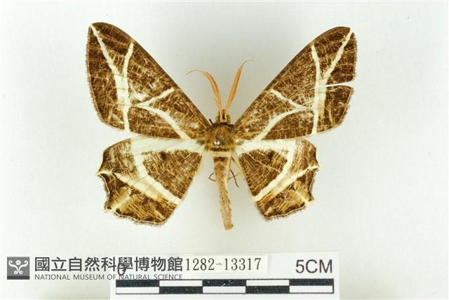 樹形尺蛾藏品圖，第1張