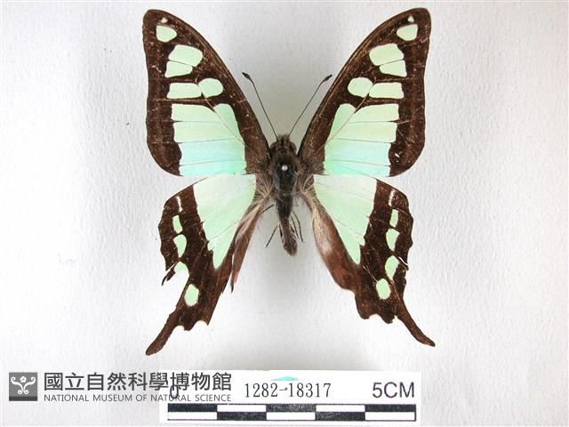 寬帶青鳳蝶藏品圖，第1張