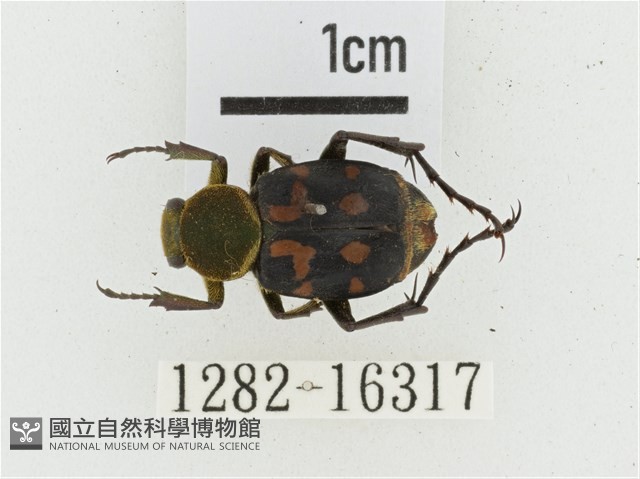黃肩長腳花金龜藏品圖，第1張