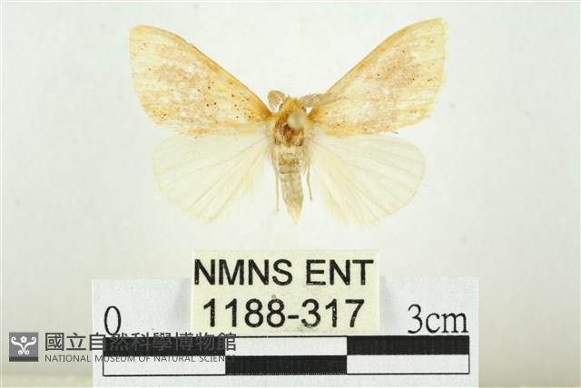 寬紋黃毒蛾藏品圖，第1張