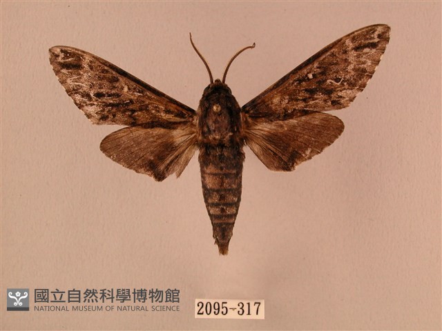 白星天蛾藏品圖，第1張