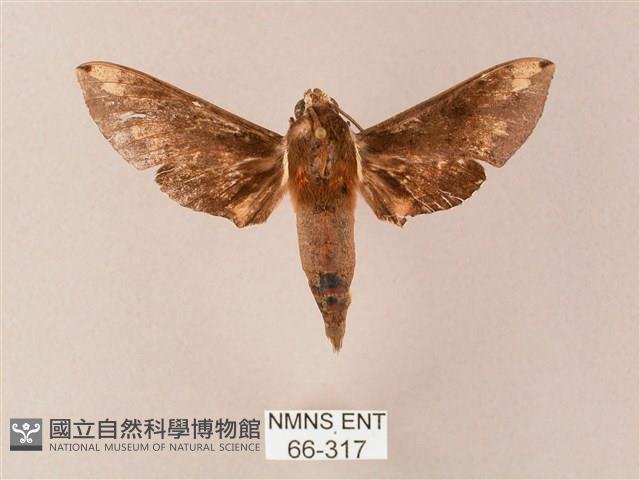 蒙古白肩天蛾藏品圖，第1張