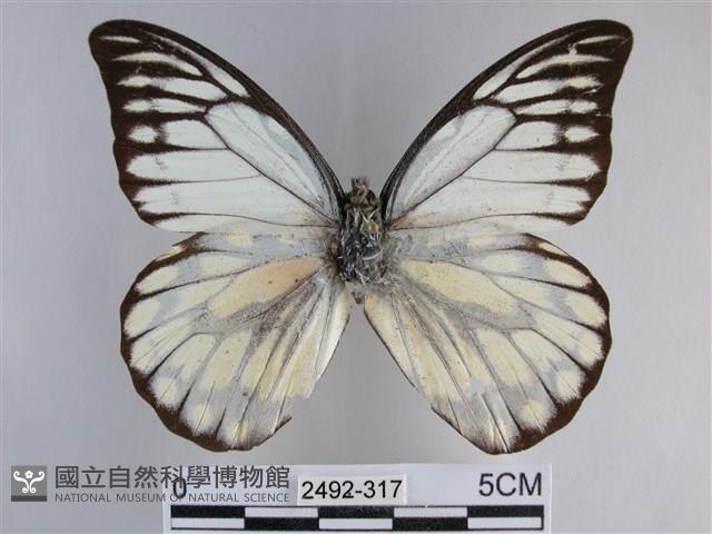 鋸粉蝶藏品圖，第1張