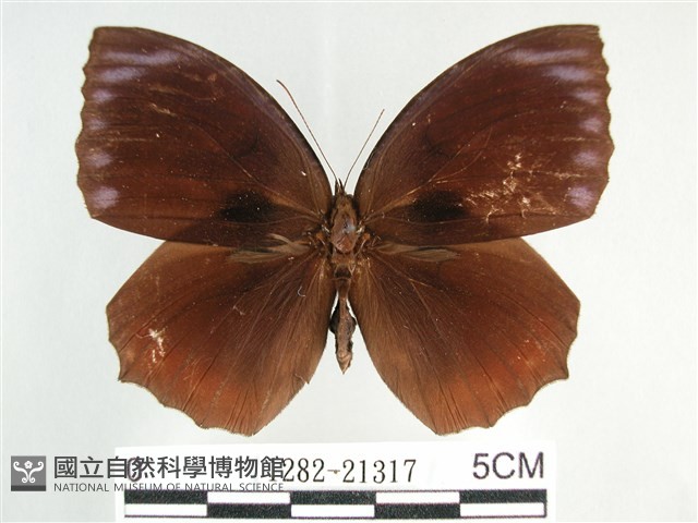 藍紋鋸眼蝶藏品圖，第1張
