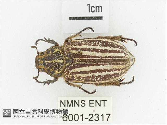 臺灣白條金龜藏品圖，第1張