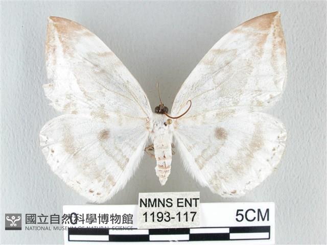 圓翅大鉤蛾藏品圖，第1張