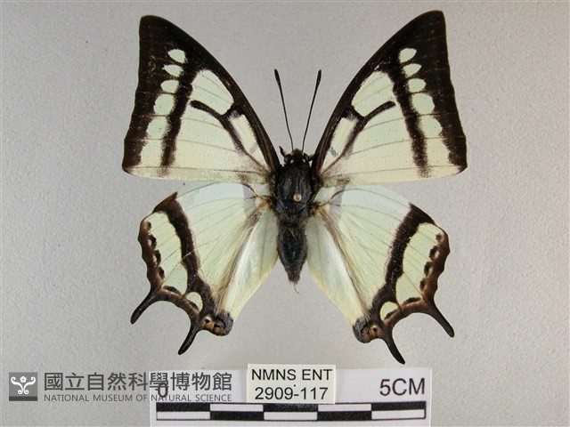 小雙尾蛺蝶藏品圖，第1張