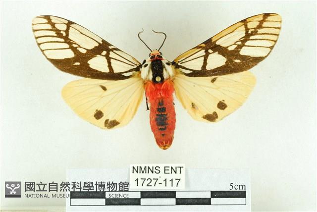 乳白斑燈蛾藏品圖，第1張