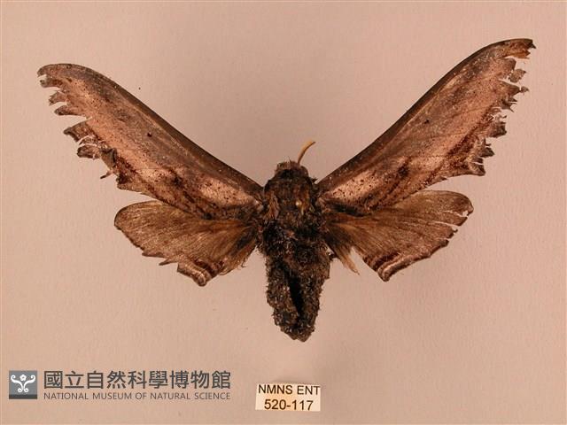 臺灣鋸翅天蛾藏品圖，第1張