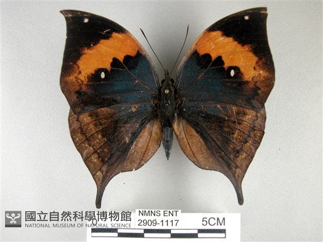 枯葉蝶藏品圖，第1張