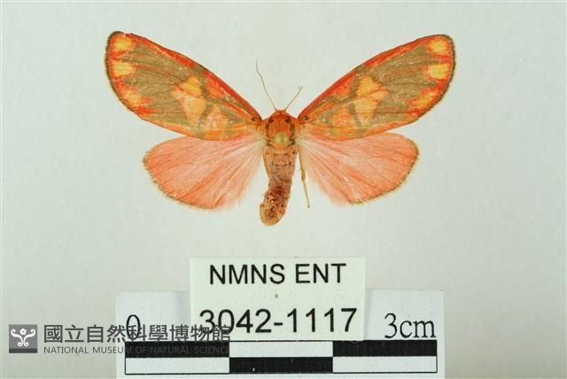 三色豔苔蛾藏品圖，第1張