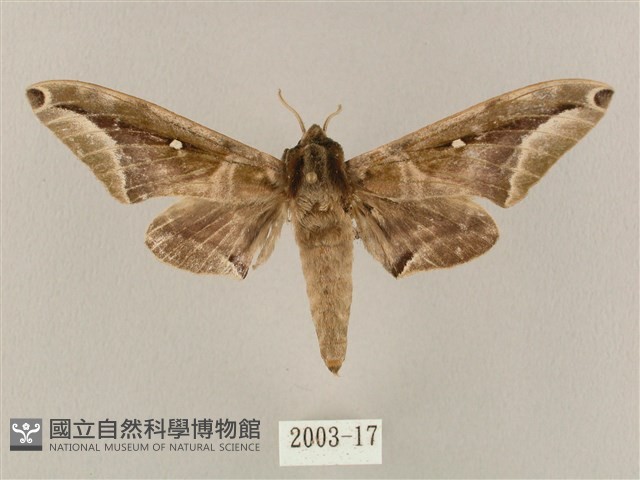 白點天蛾 藏品圖，第1張