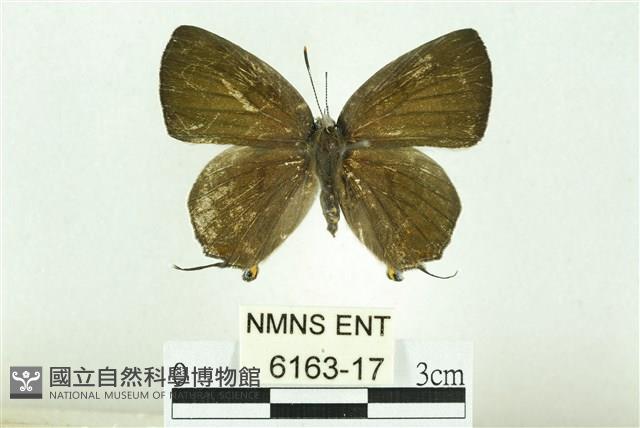淡黑玳灰蝶藏品圖，第1張