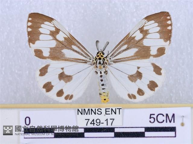 粉蝶燈蛾藏品圖，第1張