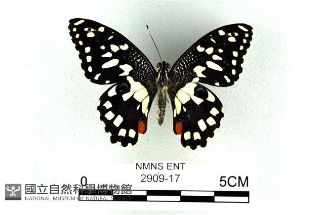 花鳳蝶、無尾鳳蝶藏品圖，第1張