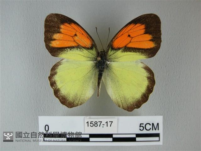 異粉蝶、雌白黃蝶藏品圖，第1張