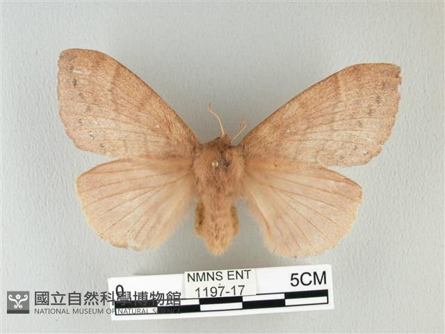 波紋枯葉蛾藏品圖，第1張