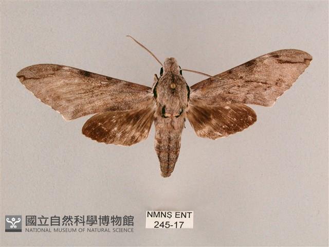 細斜紋霜天蛾藏品圖，第1張